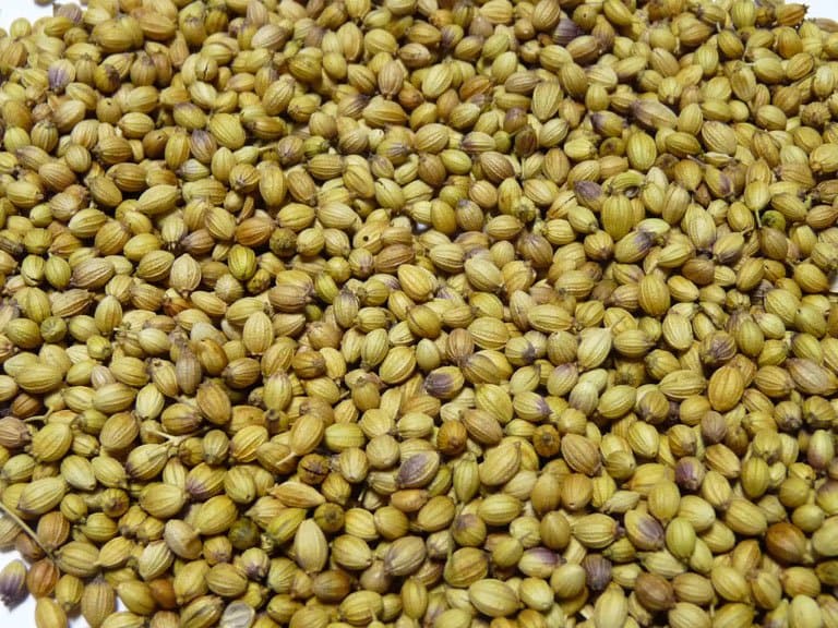 Quality Supplier of Coriander Seeds